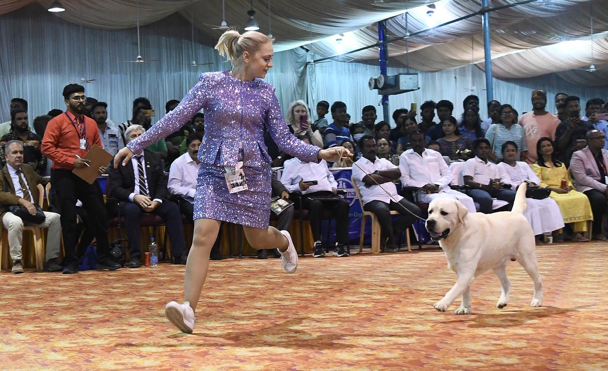 Kci best sale dog show